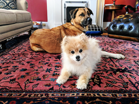 Pet Stain Removal Enid