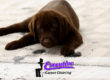 Pet Odor & Stain Removal Services