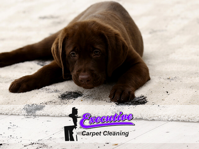 Pet Odor & Stain Removal Services