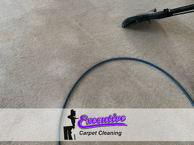 Professional Carpet Cleaning Services